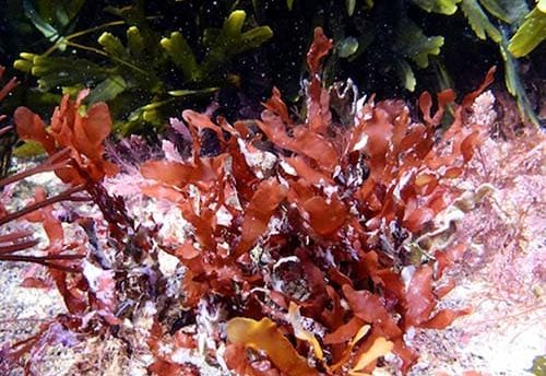 водоросли, обитающие в Черном море
